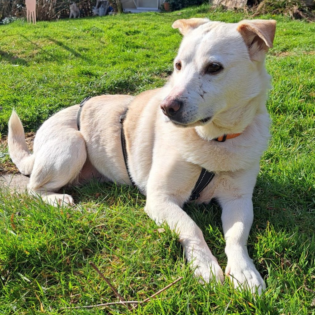 Cody💕wartet in 79108 Freiburg