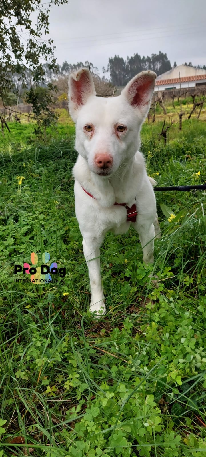 Albino sucht sein Glück