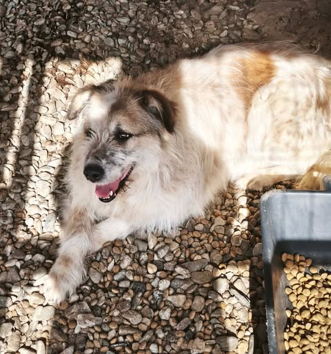 Idefix