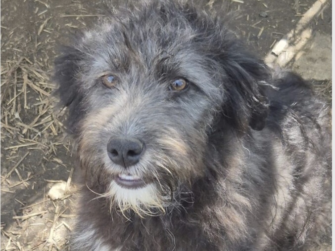 Tessa die Wuschelmaus
