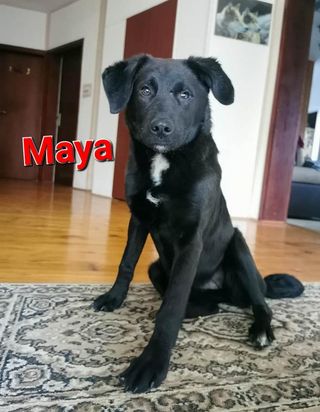 ❤️ Maya
