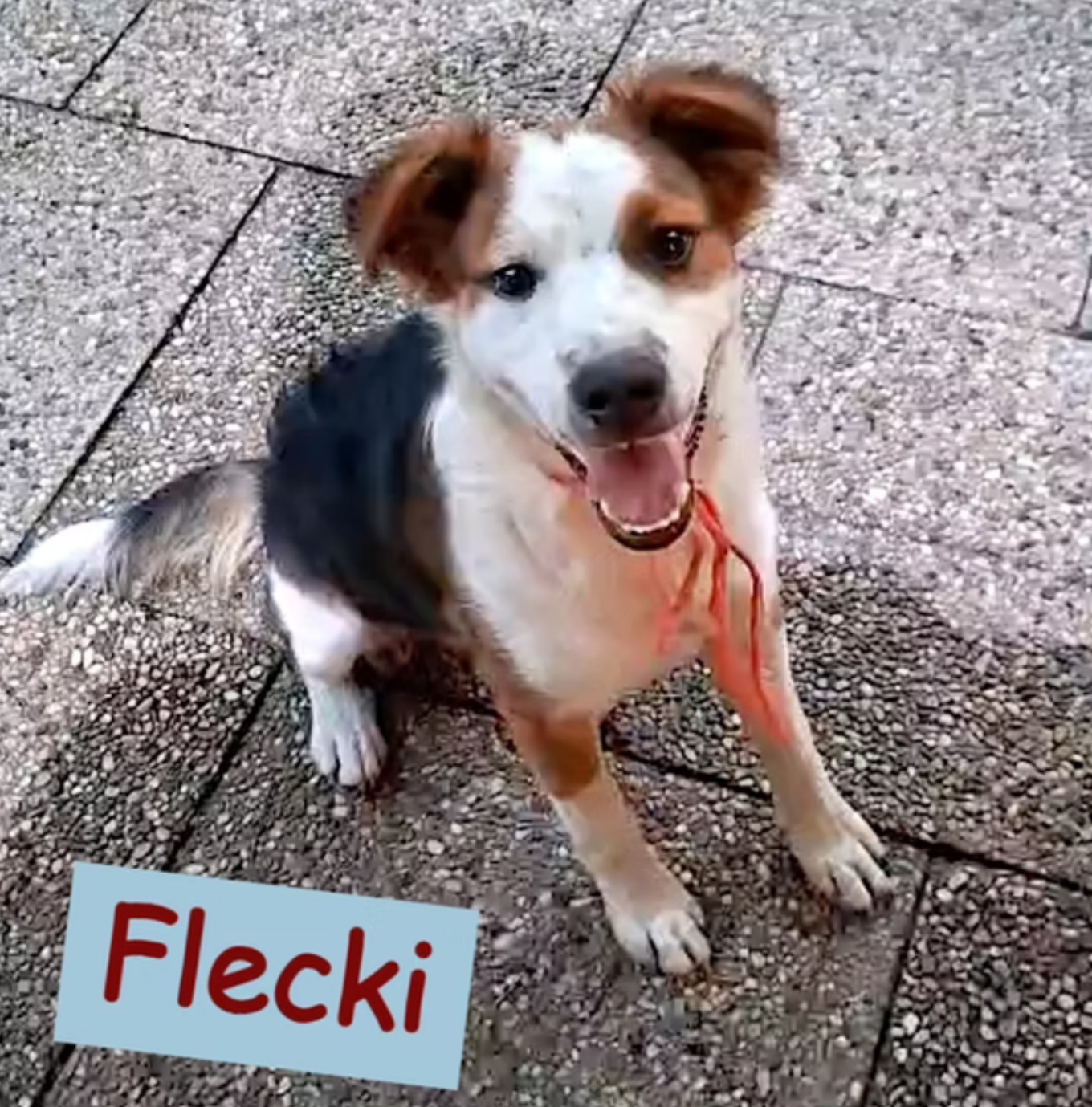 Flecki