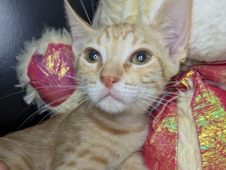 Pokko