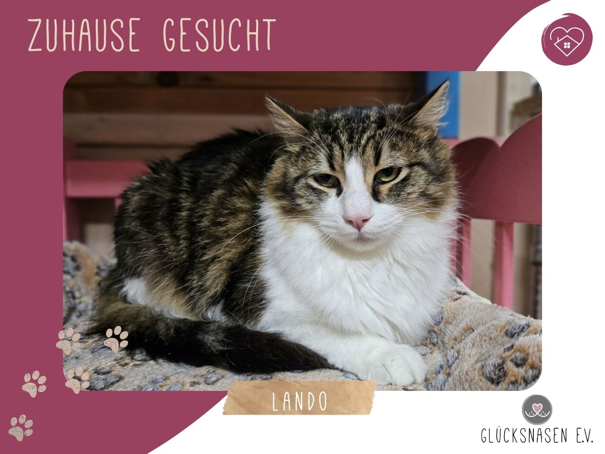 Lando sucht sein Körbchen