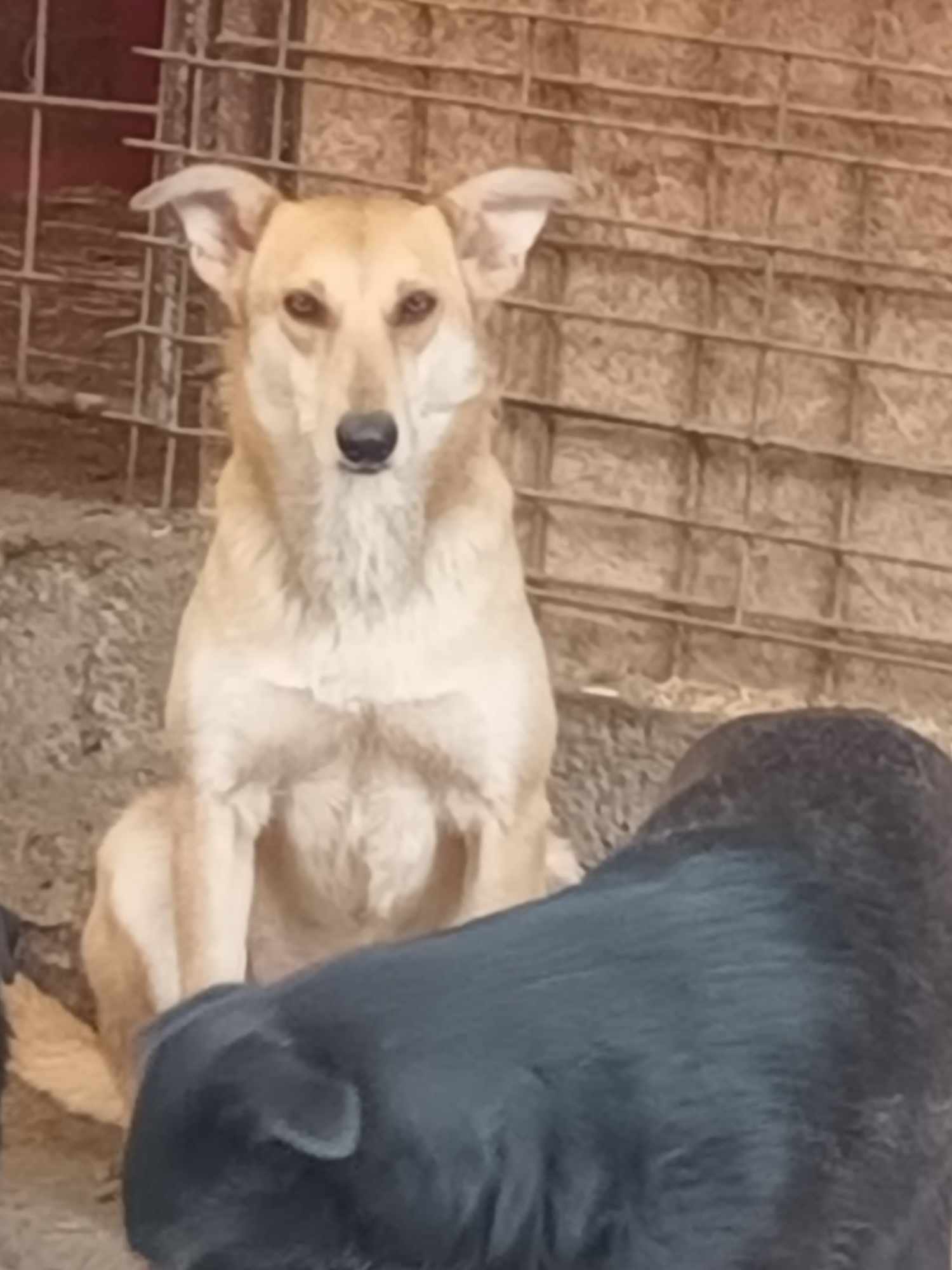 FOXY möchte nach Hause