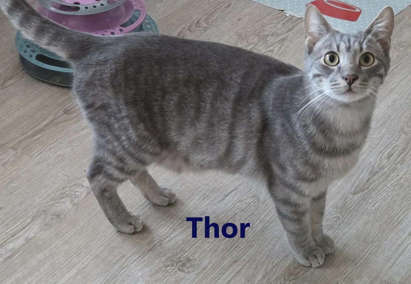 Thor und Ylvie