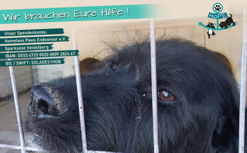 Homeless Paws Endeavour e.V.