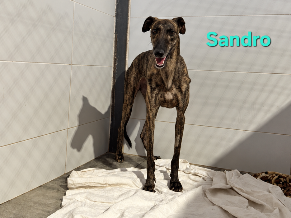 Sandro