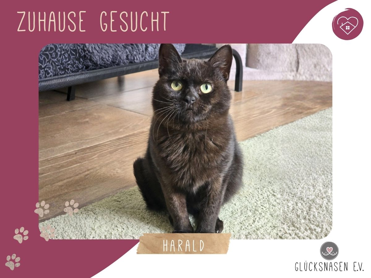 Harald ist bereit für Dich