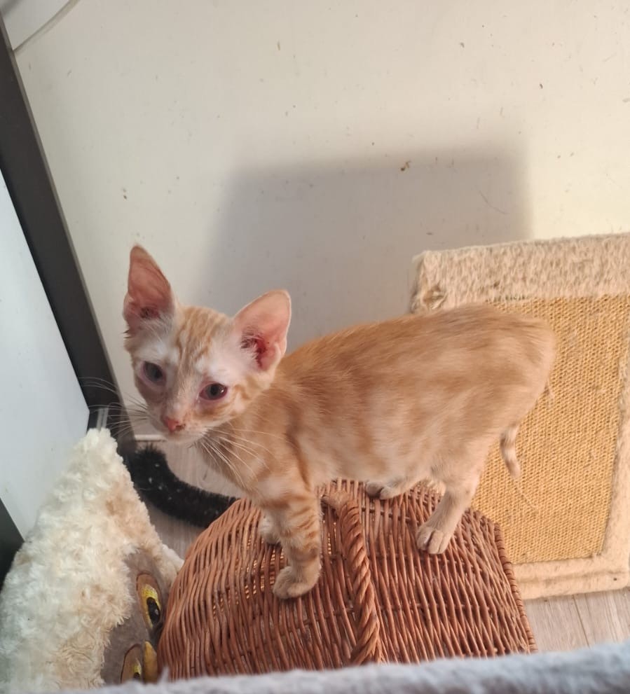 Ginger 🐾😺