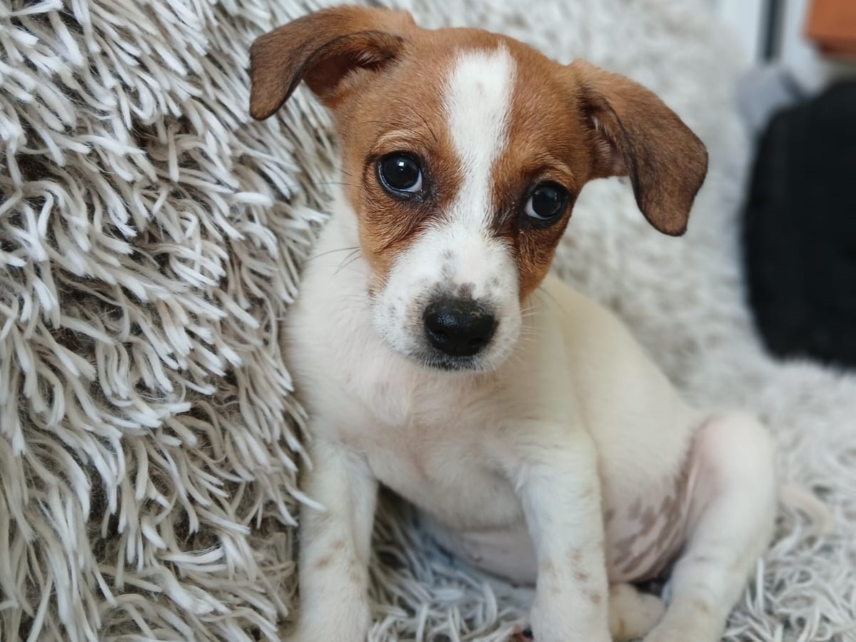 ⭐Kleines Welpenmädchen Pixel⭐