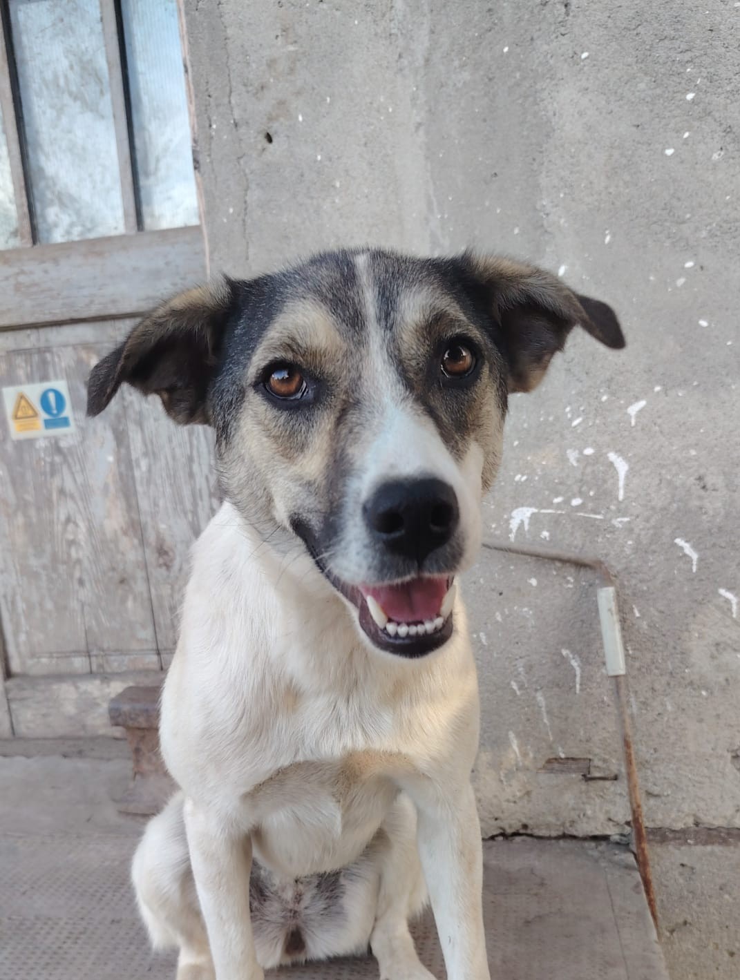 Bonnie