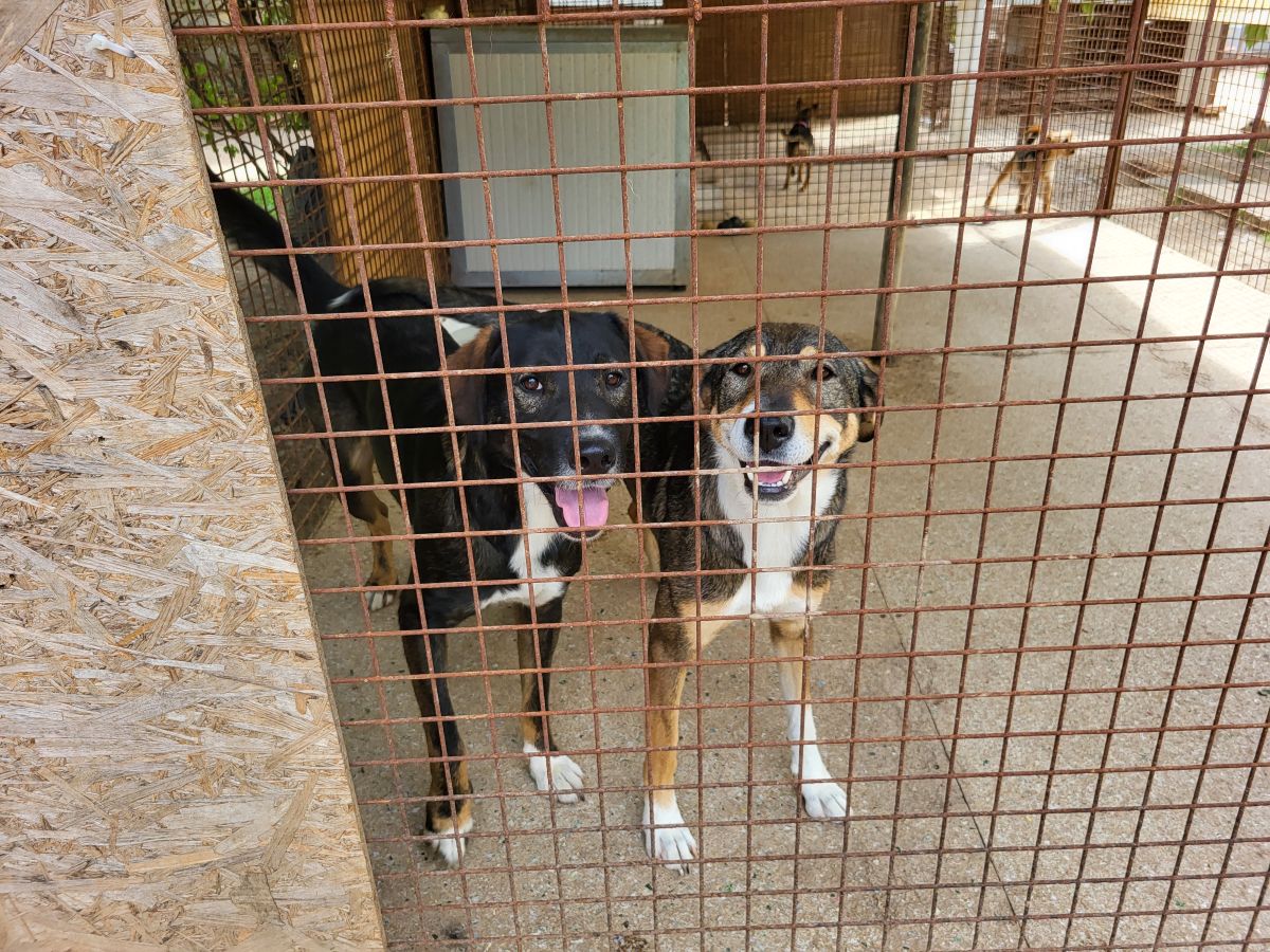 Hazel und Lucky