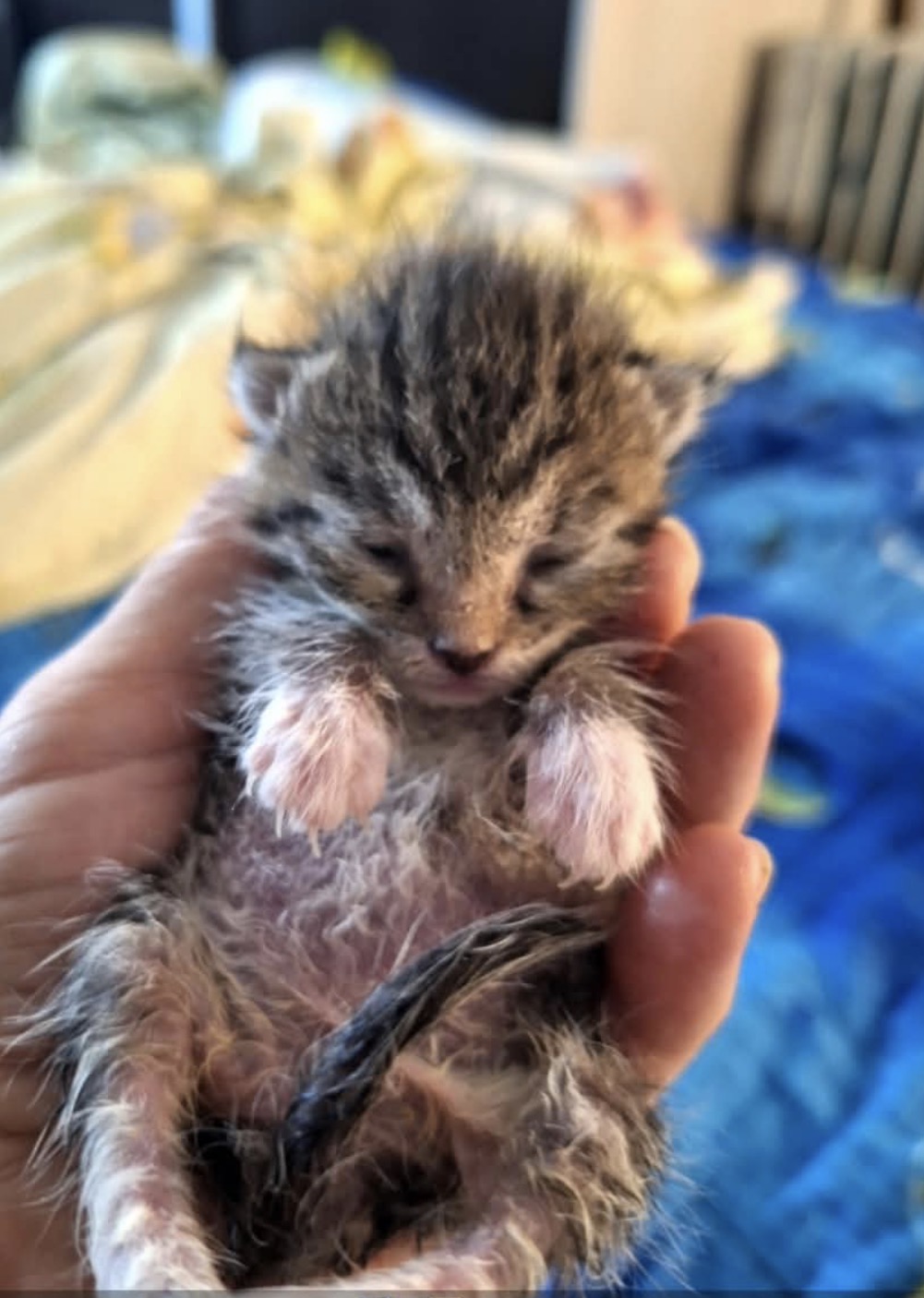Esmeralda