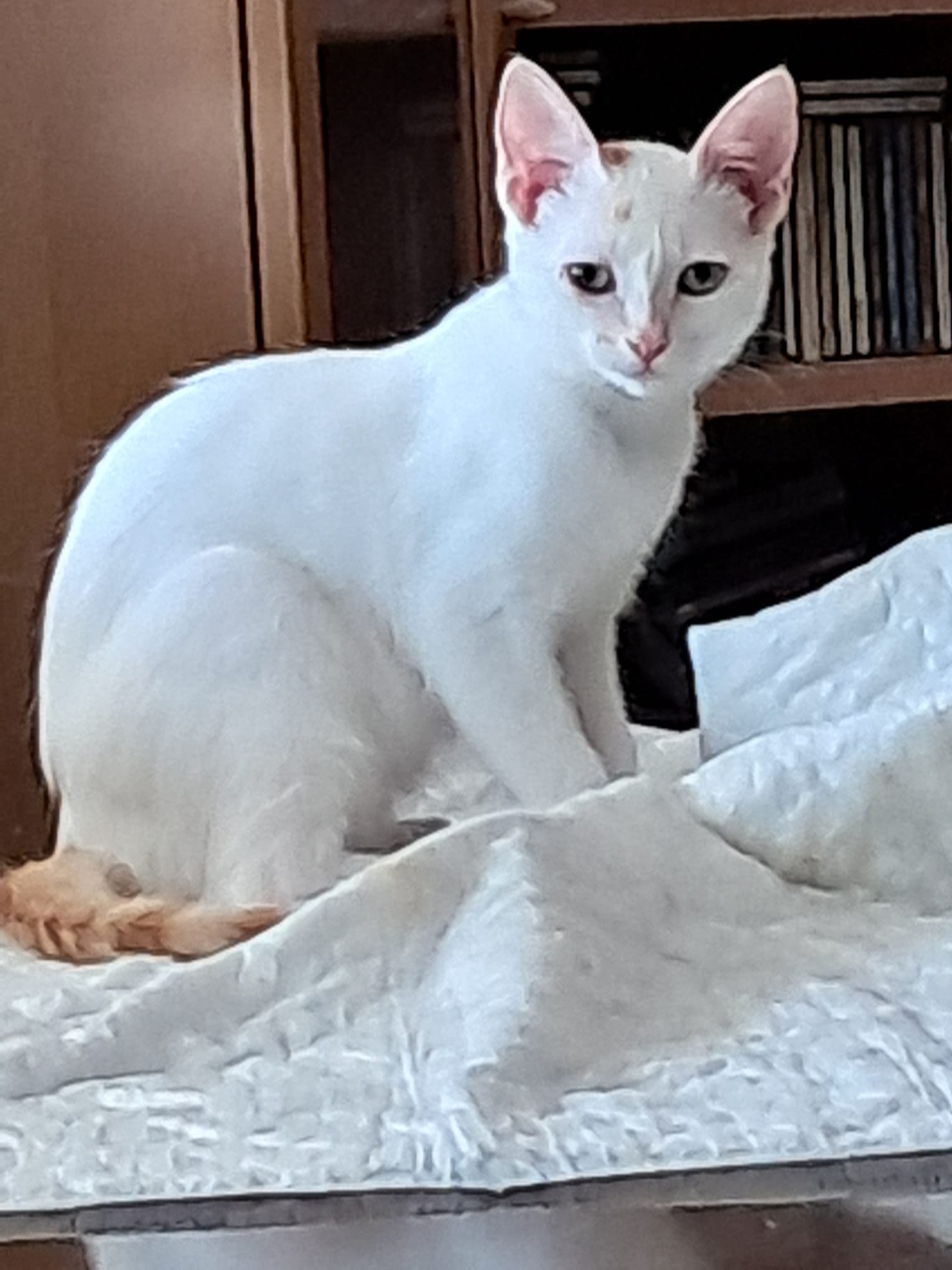 Lisi