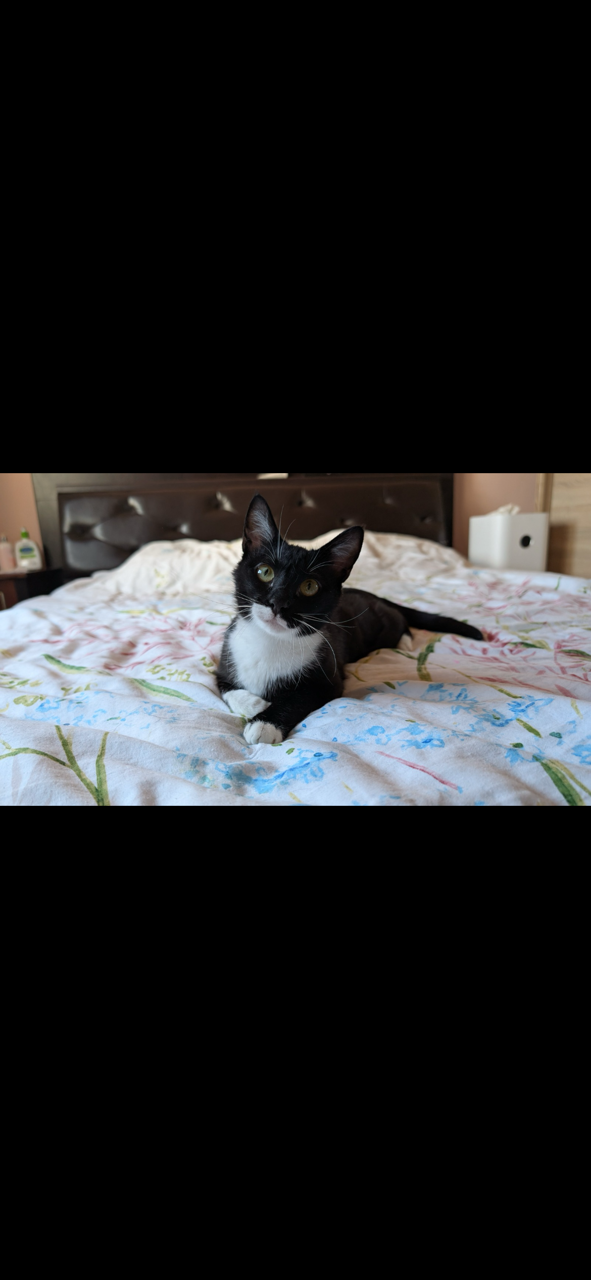 Stella