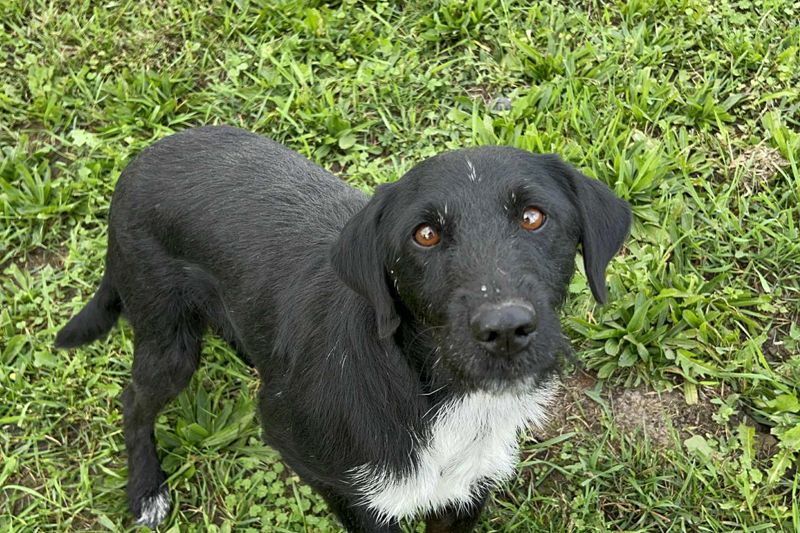 Remo