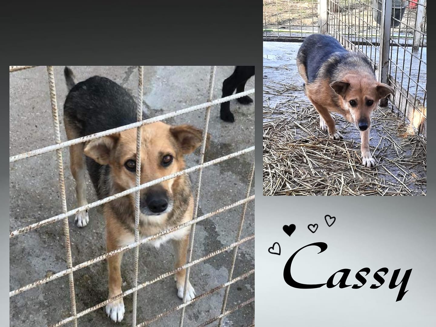 Cassy