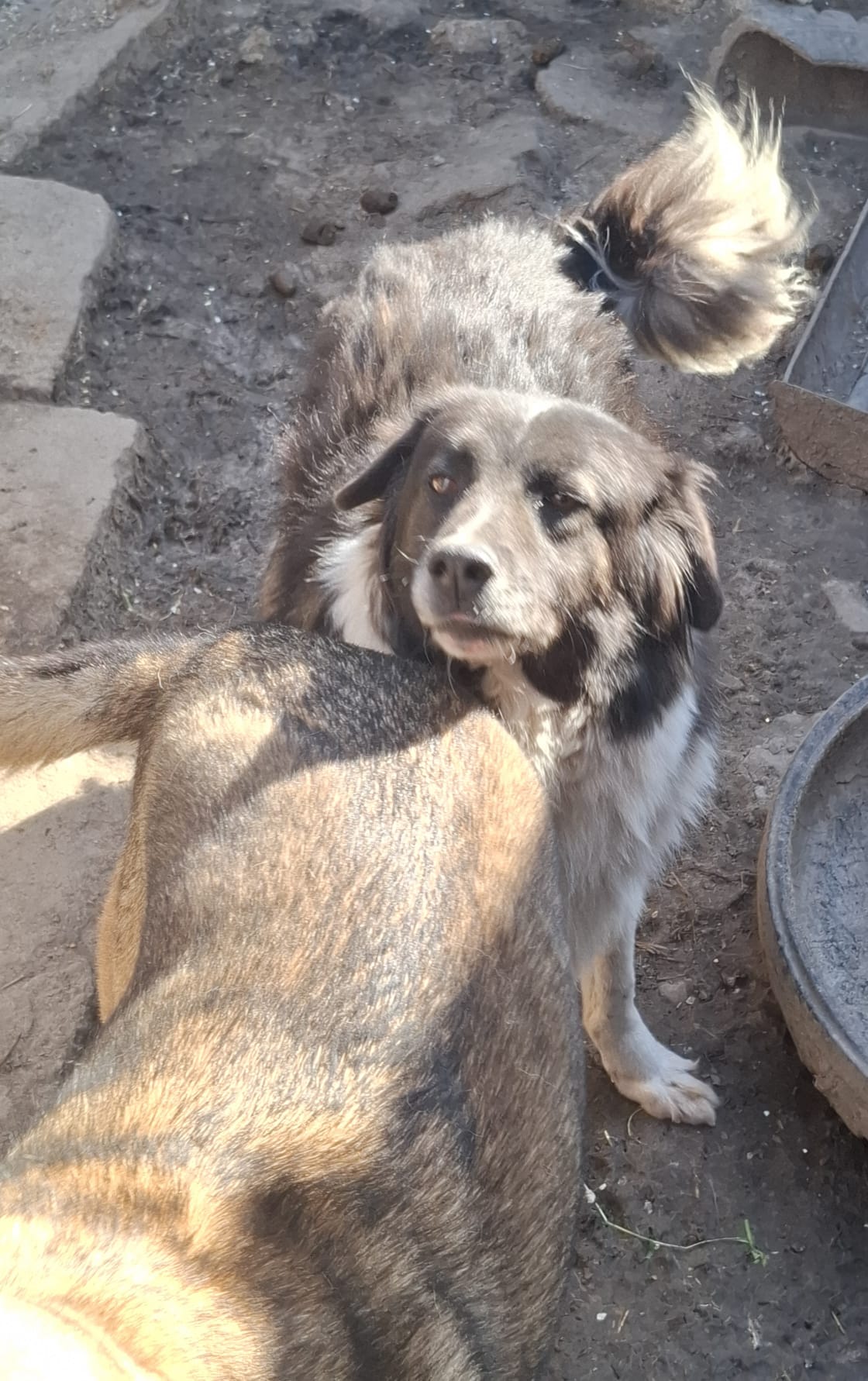 Sam 🐾🐕