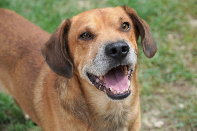 Houdini - auch PS gesucht