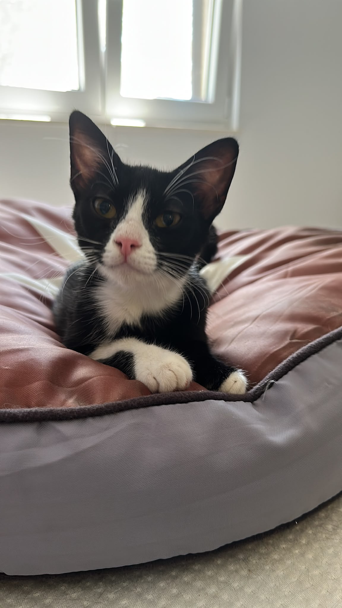Milo