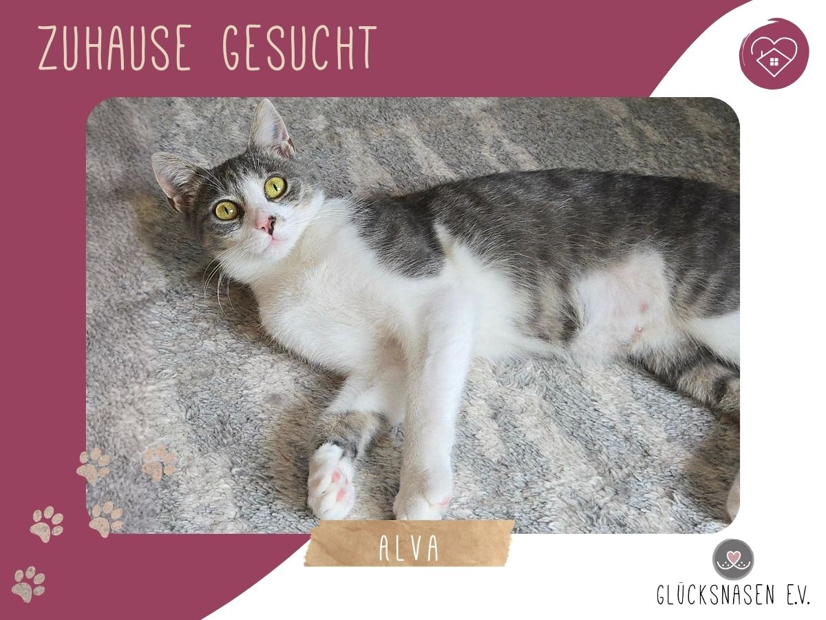 Alva sucht Dich zum schmusen