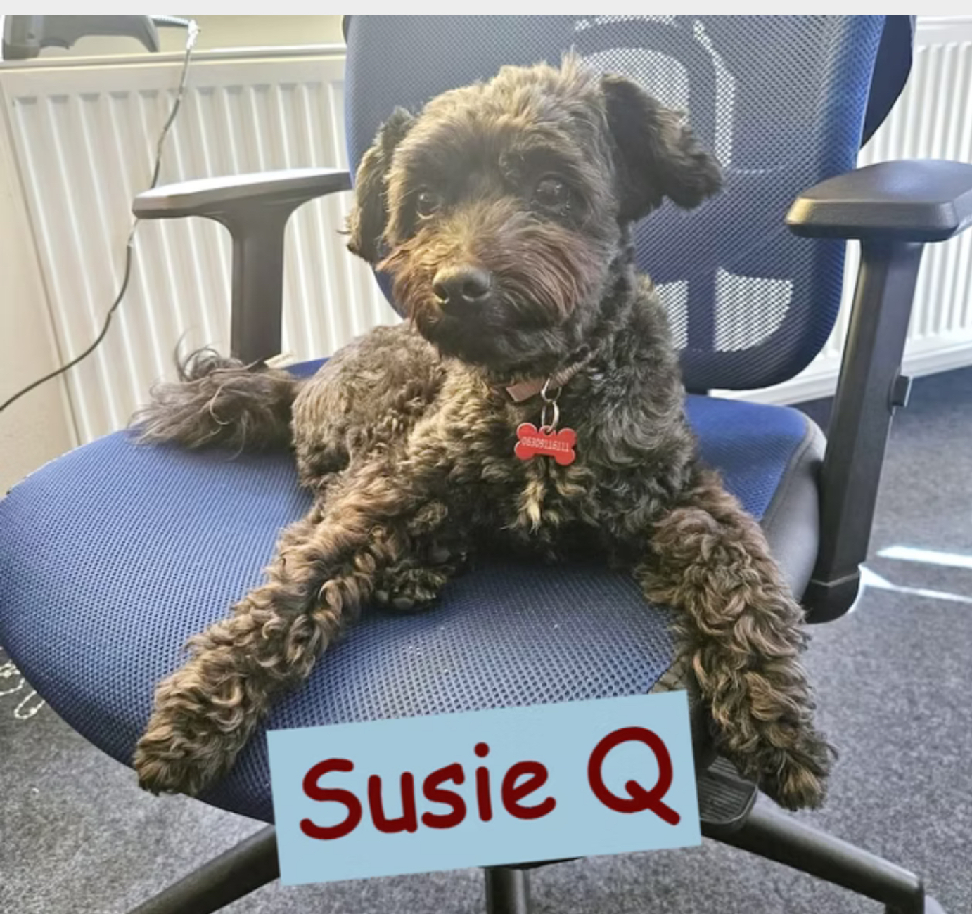 Susie Q