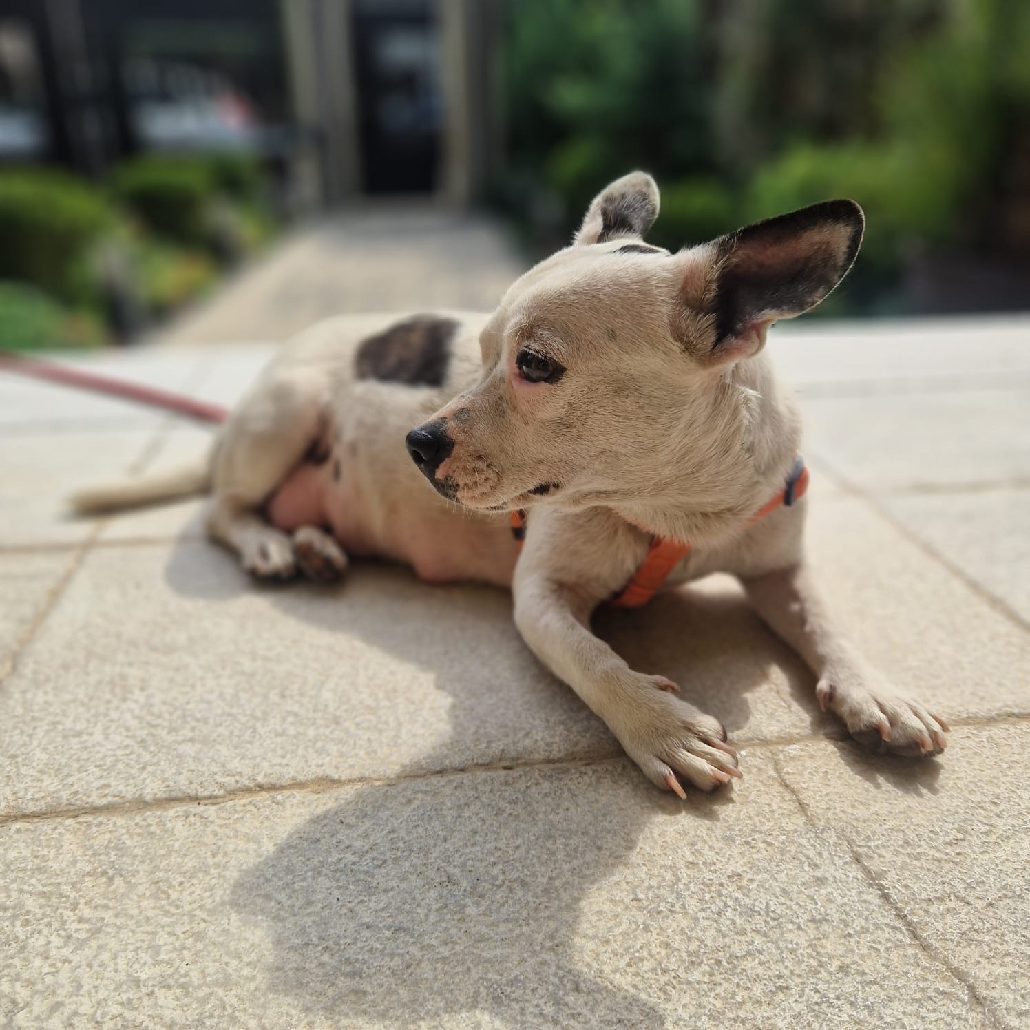 Suri
