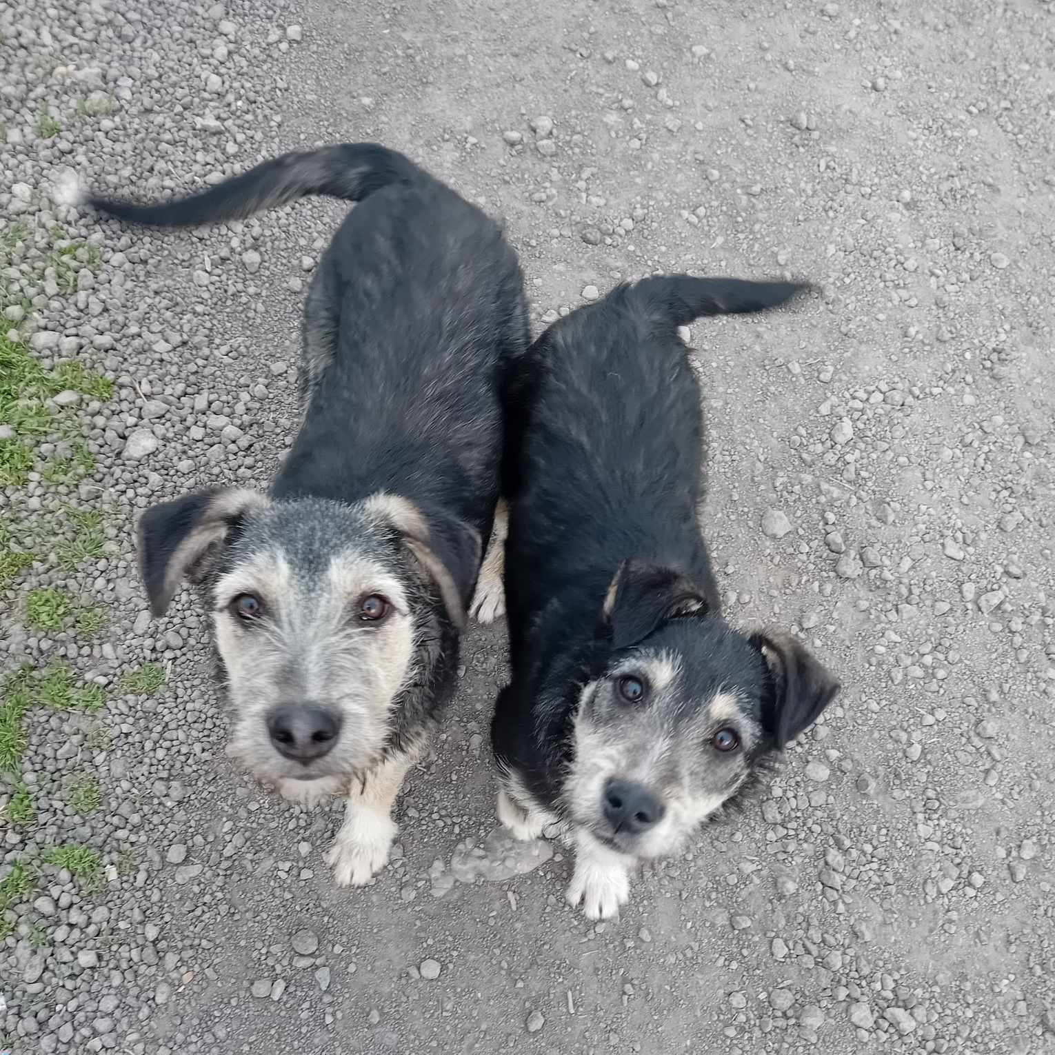 Lilo und Lotta 🐾