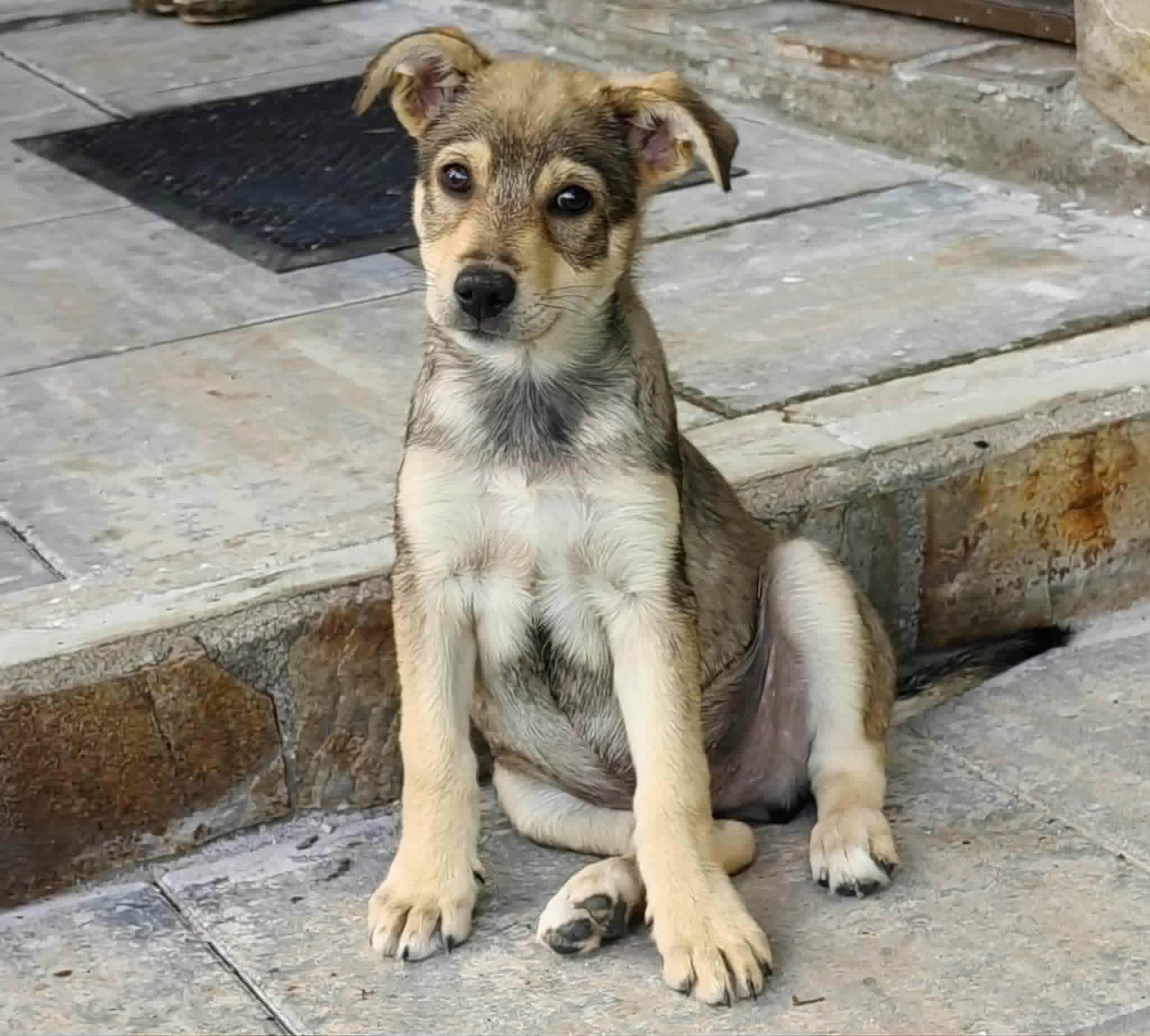 Finn