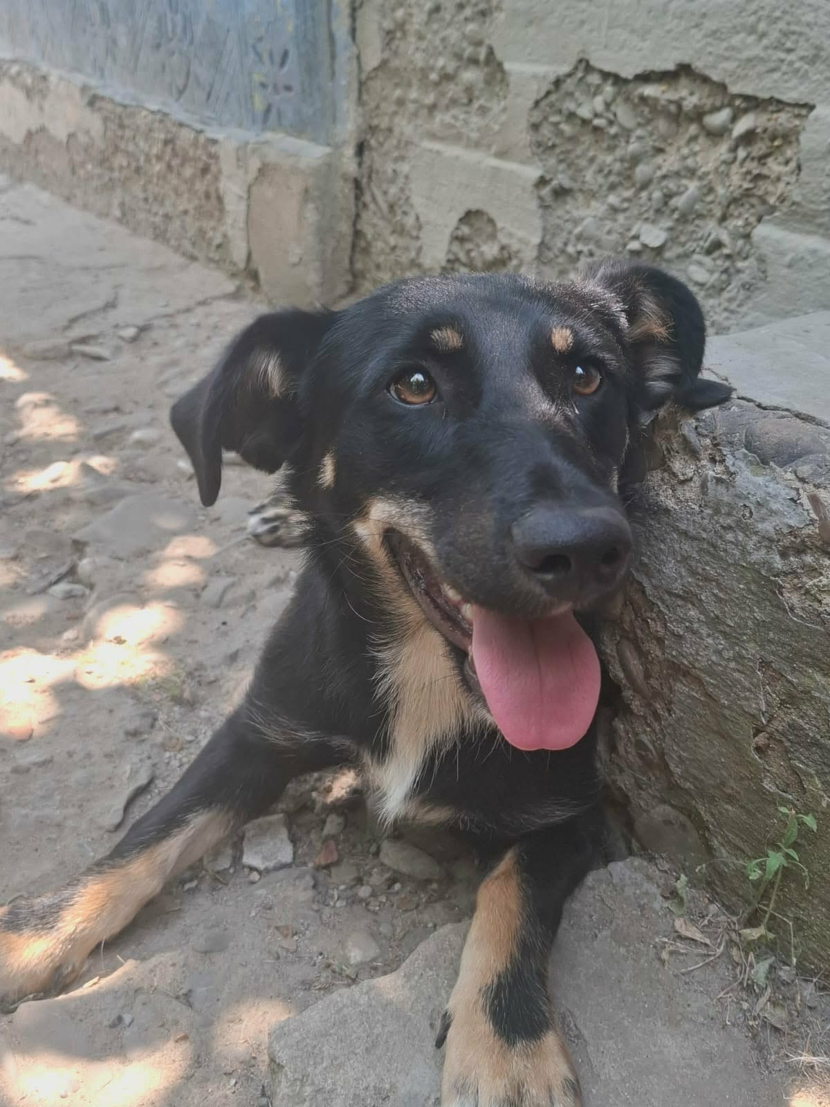 Zahara 🐕