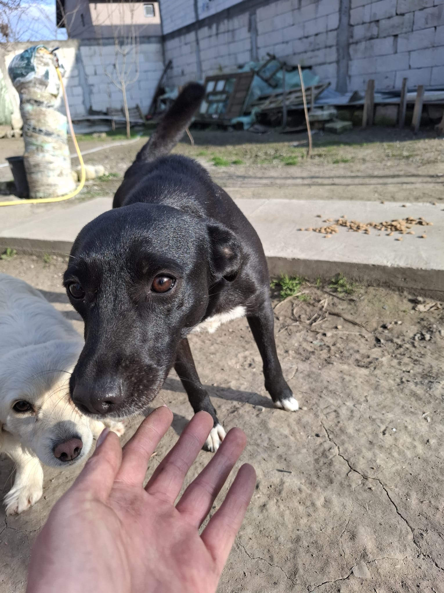 Gugunitza 🐾🐕