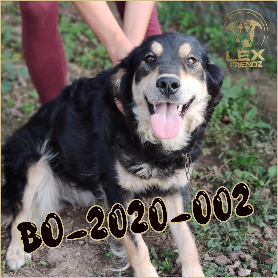 BO-2020-002