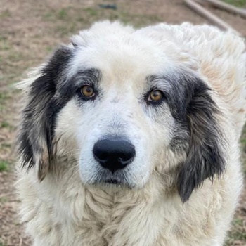 Günter