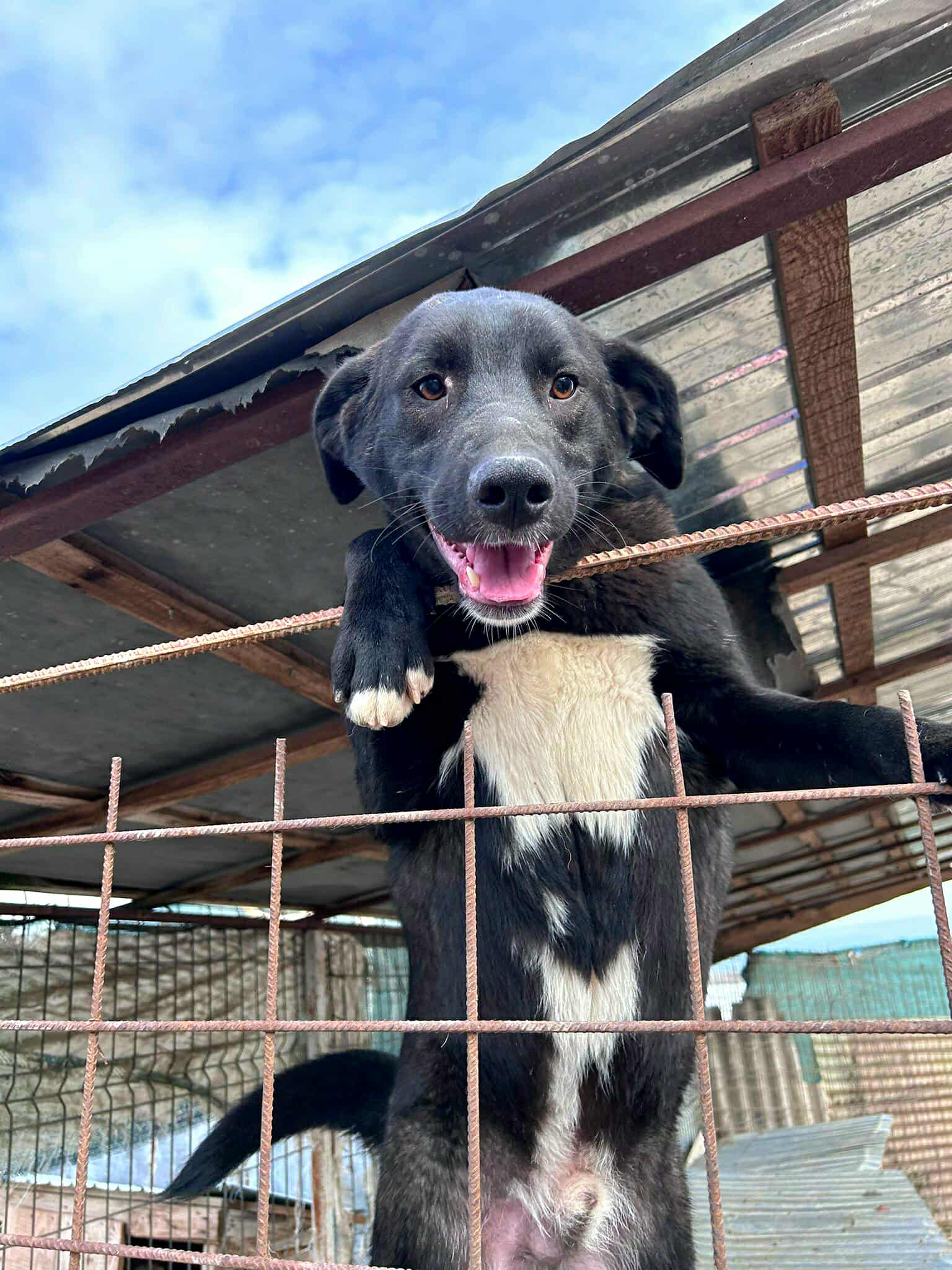 Peppi🐾junger Rüde