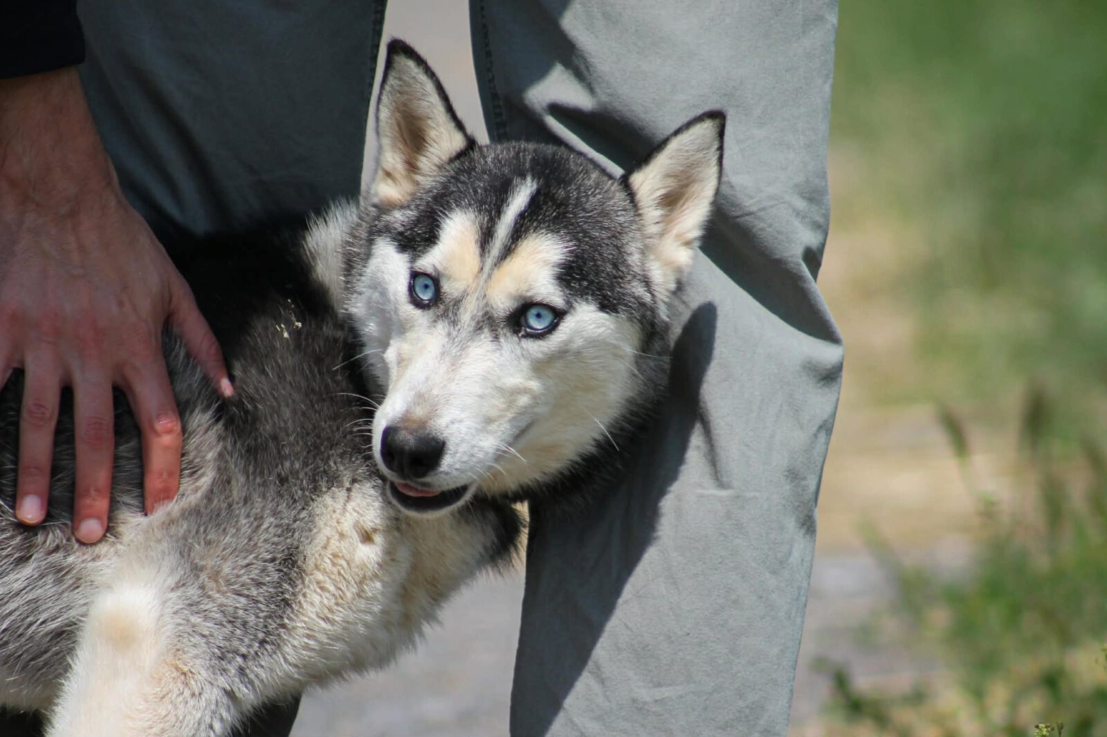 Celine, Husky