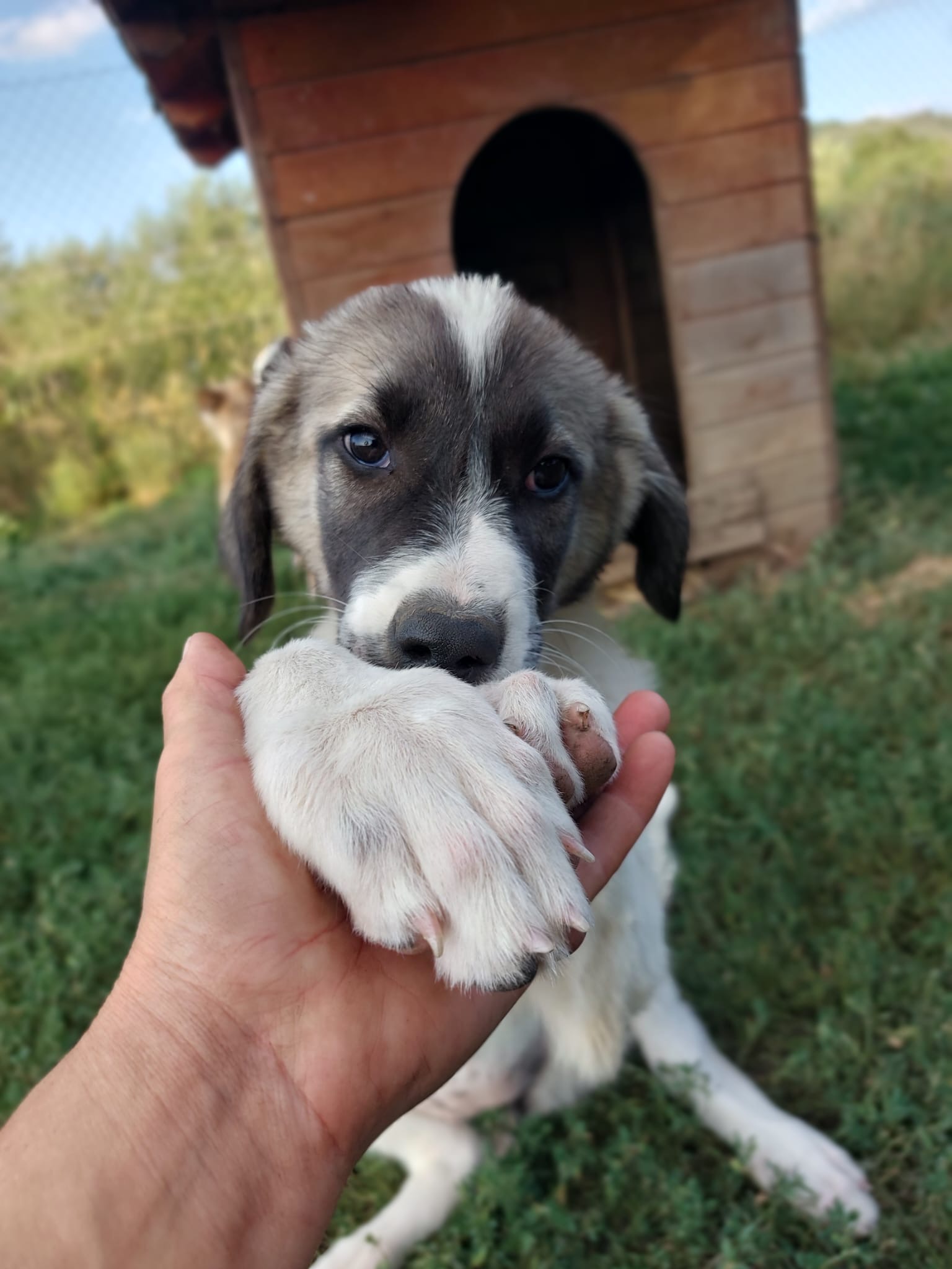 Hera 🐾🐶