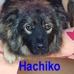 Hachiko