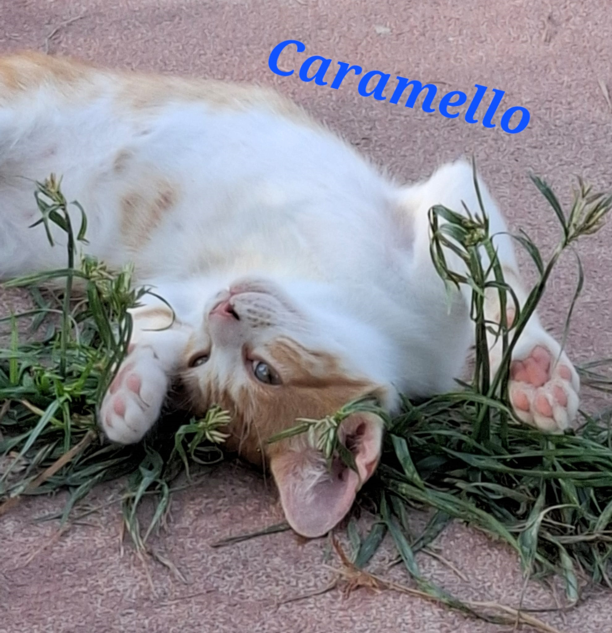 Caramello