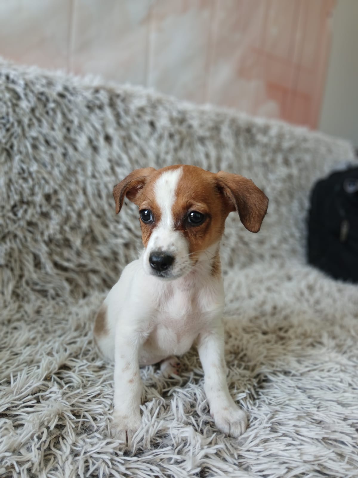 ⭐Kleines Welpenmädchen Pixel⭐