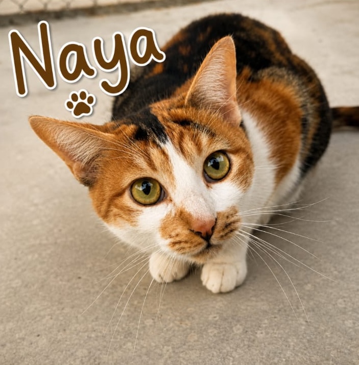 Naya