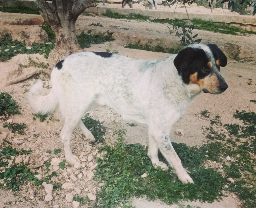 Aiakos
