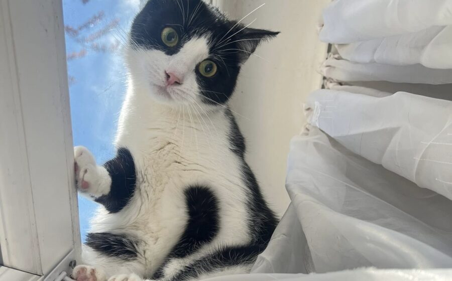 Milly