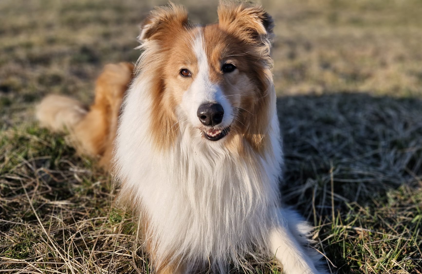 Marley