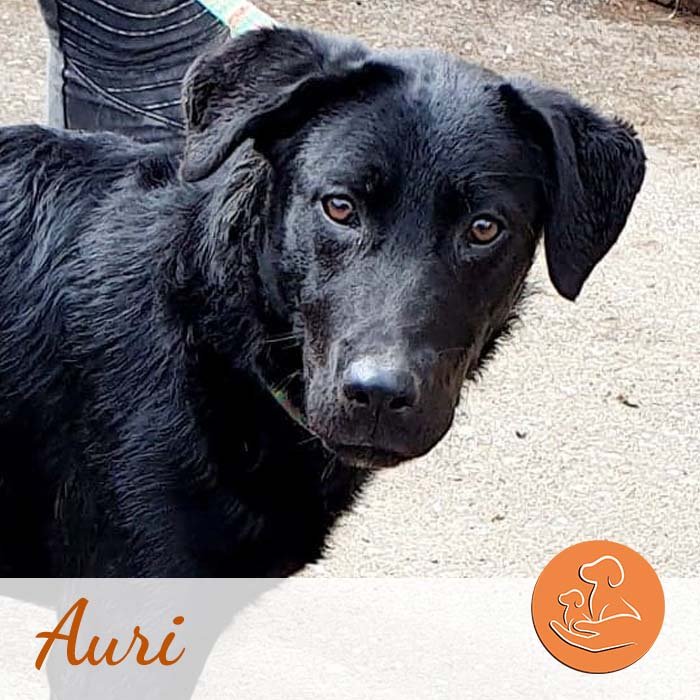 Auri