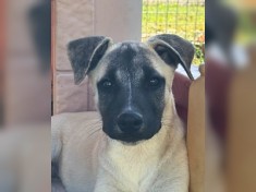Inga - auch PS gesucht