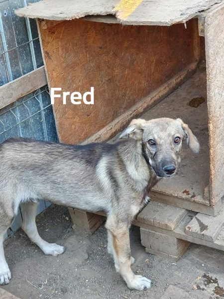 Fred scheu
