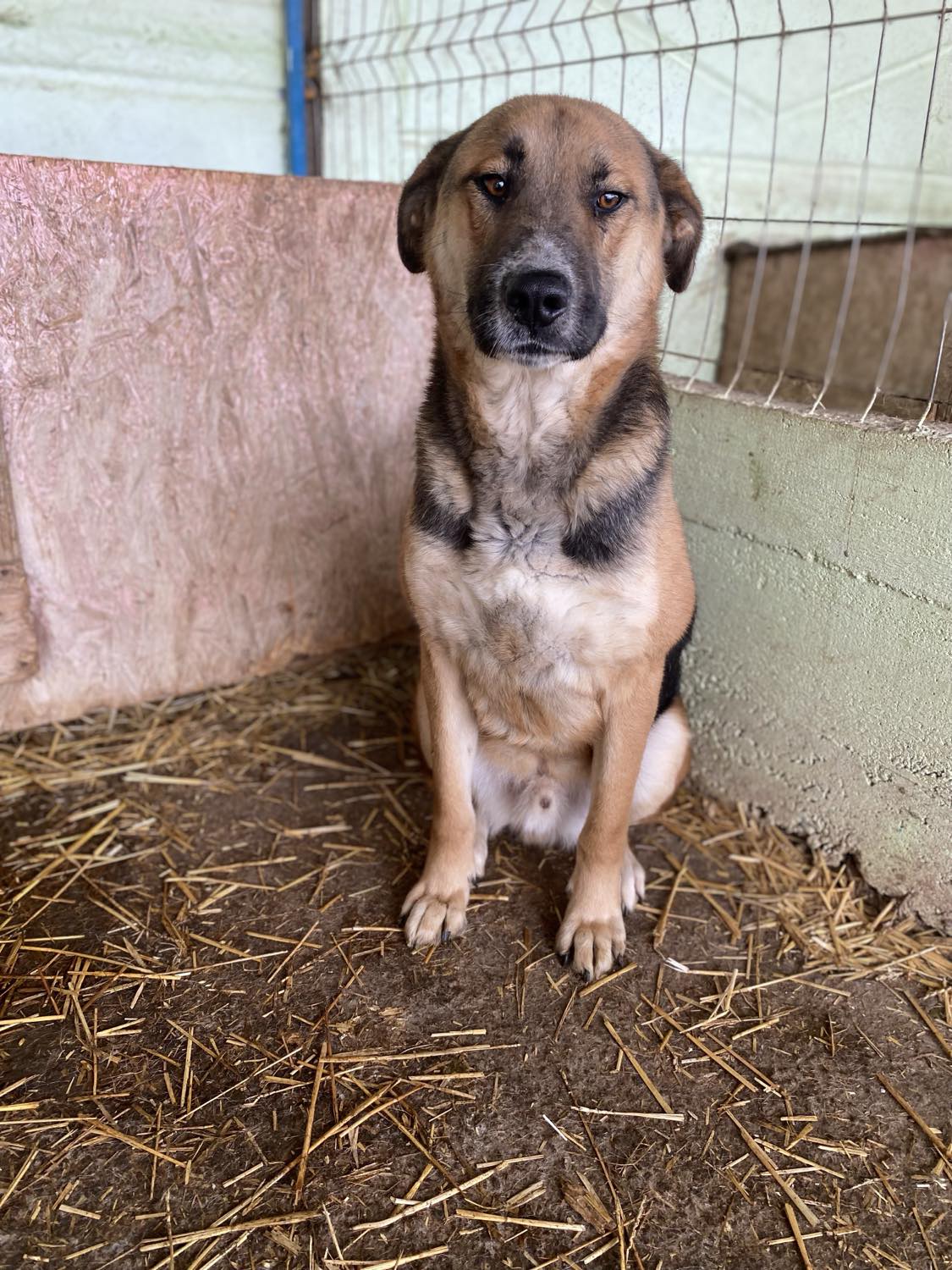 Leo sucht seine Familie