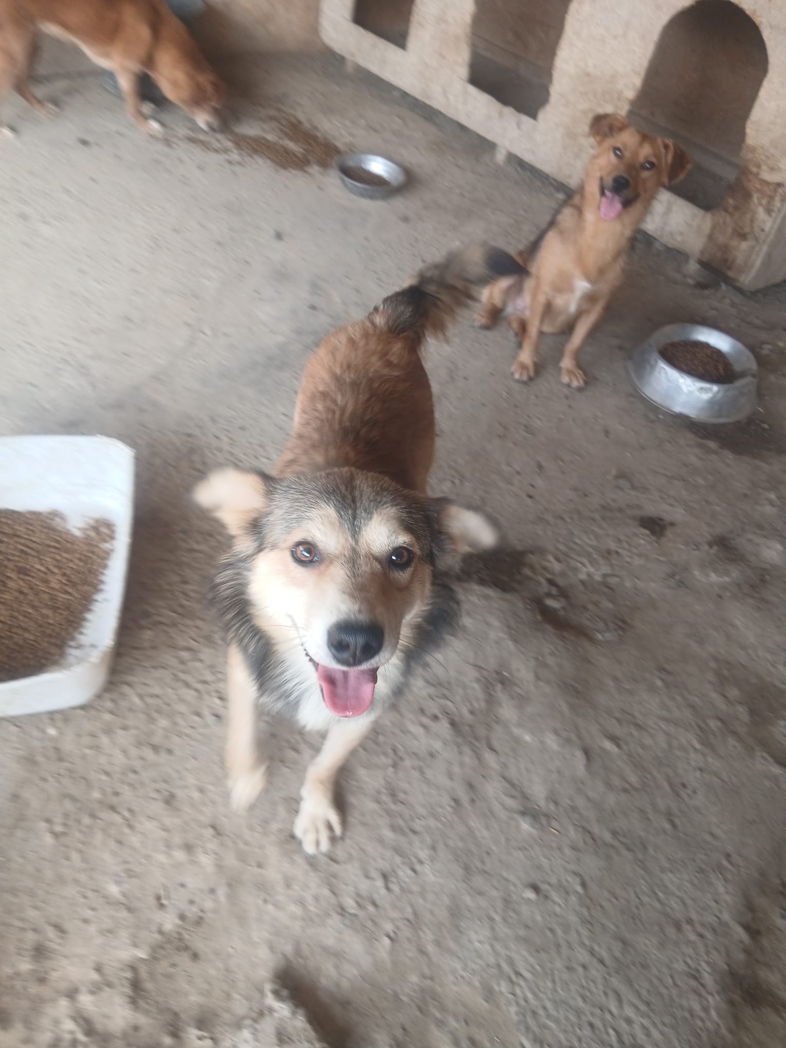 Nedim 🐕