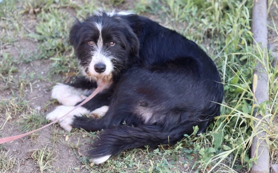 Heidi